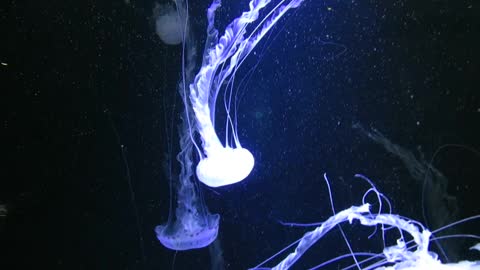 JELLYFISH