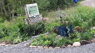 Garden Tour After Almost Two Days Of Rain // Valrine's Home & Garden