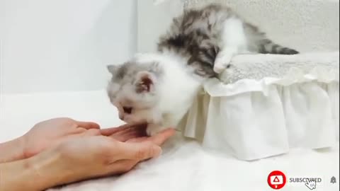 Cute little baby cat