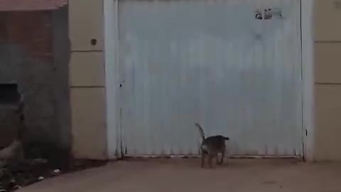 Independent Doggie Dips under Garage Door