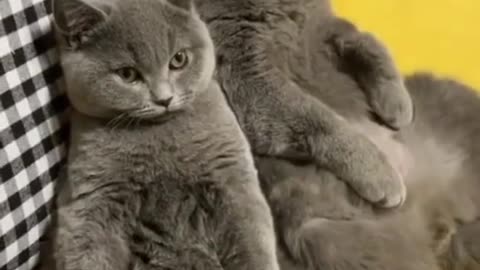 funny video of a cat with its kittens