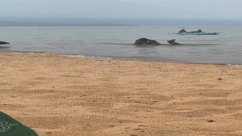 Bear Family Has A Beach Day