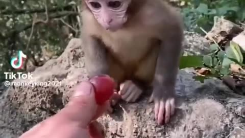 CUTEST BABY ANIMALS ~ Monkeys, Tigers, Kittens, Ducklings & More !