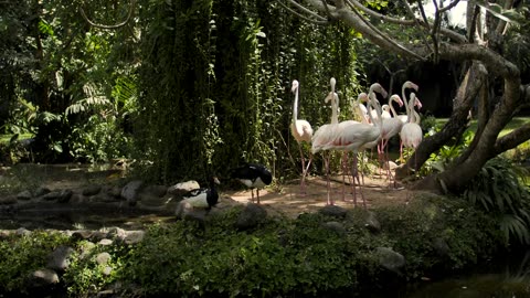 Group of flamingos on the shore of a lake
