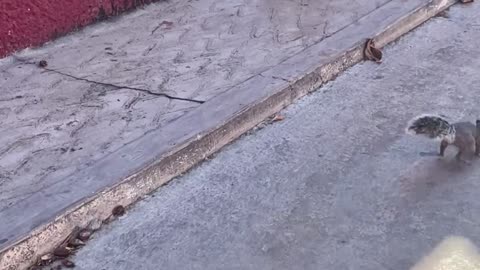 Squirrel Gets Shocked Off Fence