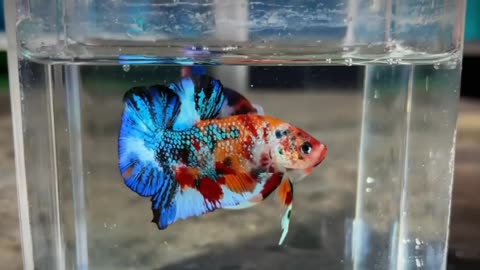 Multicolor Bettafish
