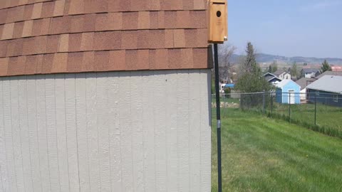 Tree Swallows moved in