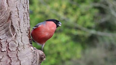 bullfinch male feathered creature nature red finch spring