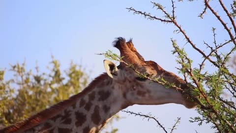 Giraffe biography about life facts 2021 how to gorw life wild animals Giraffe 🦒