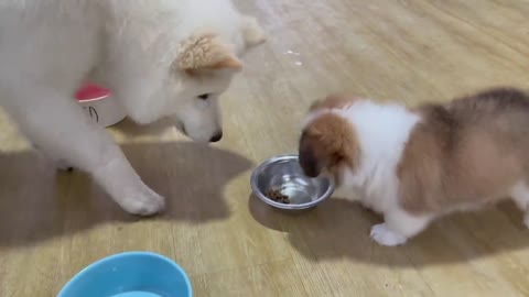 The little corgi and the big dogs have a meal together to enhance their relationship