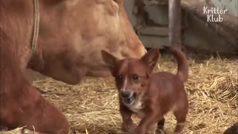 Cow Gets Separated From The Dog That She Raised.. (Part 2) | Kritter Klub