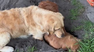 Golden Dogs Dig A Really Deep Hole