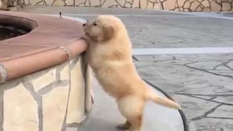 Funniest & Cutest Labrador Puppies #2 - Funny Puppy Videos 0