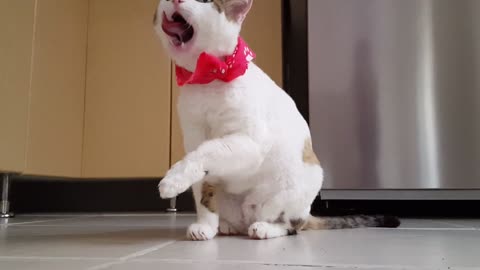 White cat licking his leg