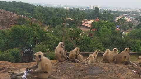 Monkeys are relaxing on the ancient rocks