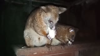 Bandit the Australian Possum