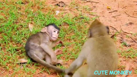 A cute little monkey bitten by its mother without any reason