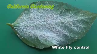 Organic White Fly Control : How to get rid of Whiteflies