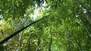 Bamboo grove