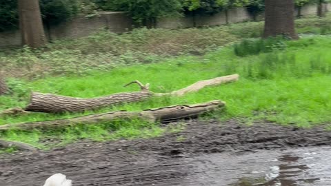 Little Dog Leaps Over Mud Puddle