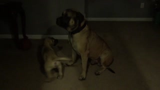 English Mastiff Puppy picking on kitten