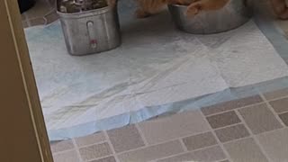 Clumsy Orange Cat Creates Chaos With Water Fountain