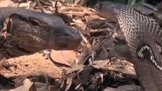 Komodo Dragon Eats Baby Snake Eggs | The Mother Snake is enraged and a battle ensues
