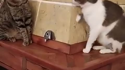 Sneaky Cat Acting Innocent When Spotted by Another Cat.