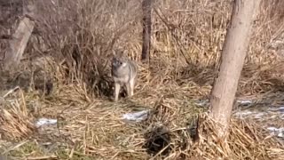 Eastern coyote/Coywolf pair winter 2021 Canada, Ontario