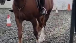 docile horse