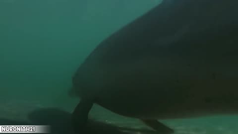 Heavily Pregnant Dolphin Can't Hunt - Puck's Story Part 1 - Dolphins of Shark Bay
