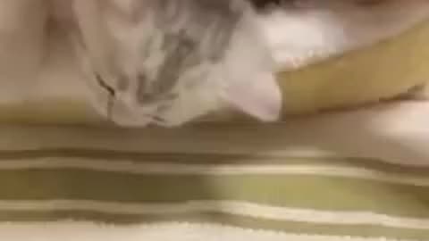 Funny Dog And Cat Video