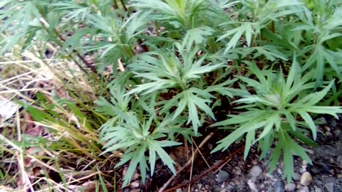 Artemisia tilesii wild and free