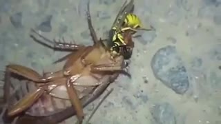 A wasp and a cockroach
