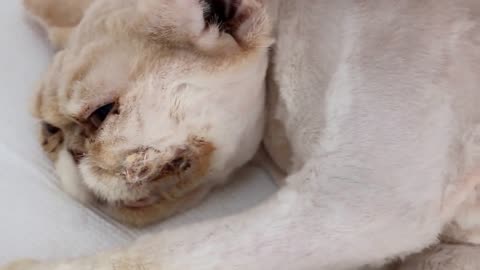 Final video: A rare case of malar abscess in a cat