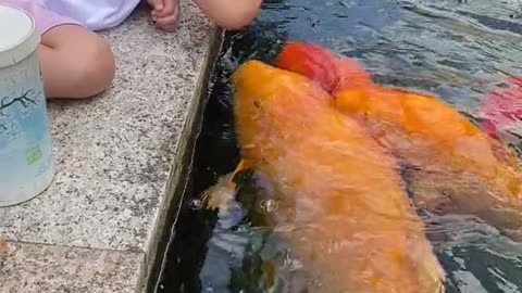 What A Friendly Japanese Fish 😱😱😱 #Fish #Kid #Viral #Koi #Street