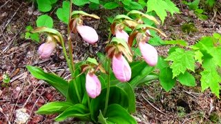 Slipper Orchids