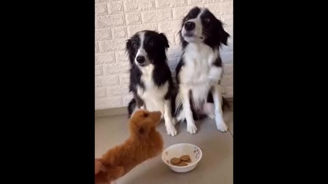 Funny animal video