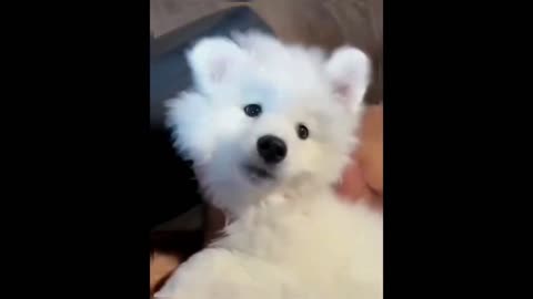 Sharing the adorable Samoyed with the adorable you.