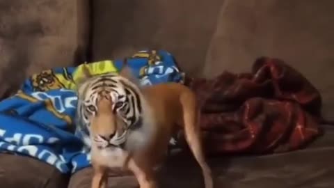 Chihuahua prank tiger filter 😂😂😂