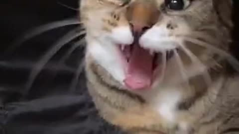 Training Cute Cat To Get The Rat Funny Cat