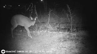 Backyard Trail Cam - Deer by Garden