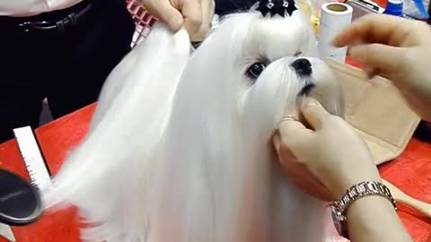 Cute dog getting a haircut