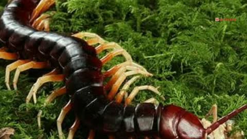 Kelabang Terbesar Di Dunia Yang Hidup Di Amazon - Amazonian Giant Centipede