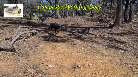 Campaspe Ridge (Campaspe King x Roustabout Lil) - Swamp dam