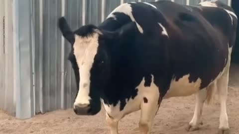 The best funny video of the day, animals