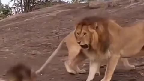 Animal of lion
