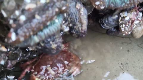 Angry crabs 🦀 tide pools fighting