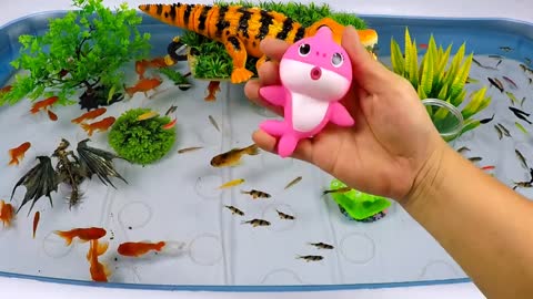 Cute Animals, Running Crocodile, Sharp Toothed Shark, Wolf Fish, Goldfish, Tiger Fish, Crab, Carp