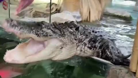 Crocodile is getting food and also having fun